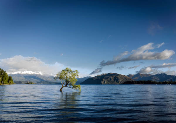 A lone tree growing in shallow water of a calm lake, with mountains and blue sky in the background