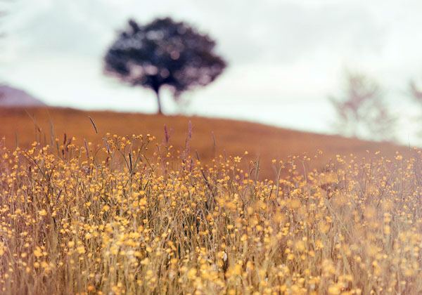 Close-up of wildflowers in a grassy meadow with a lone tree on a hill in the background