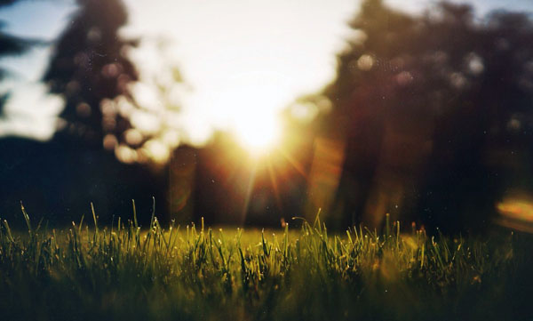 Low-angle view of sunlight shining through grass in a meadow