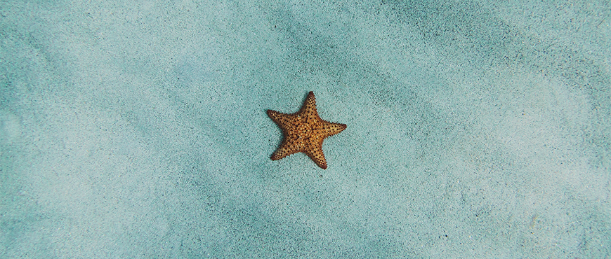 Close-up of a starfish on a turquoise surface