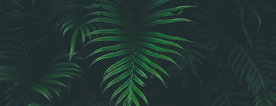 Dark green tropical leaves