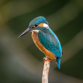 vibrantly colored kingfisher bird perched on a slender branch against a blurred natural background
