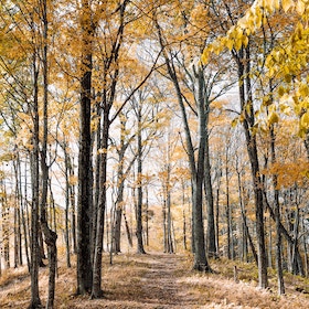 Autumn forest trail lined with tall trees showcasing golden-yellow foliage under soft sunlight.