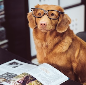Golden retriever wearing glasses sitting at a table with an open magazine in front of it indoors
