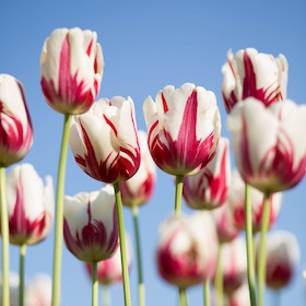 White tulips with red streaks blooming under a clear blue sky on green stems in a field