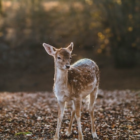 Young spotted deer standing on fallen leaves with a blurred forest background in soft natural light