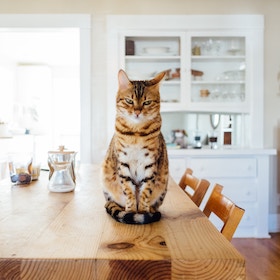 Brown and black striped cat sitting upright on a wooden kitchen table in a bright modern room
