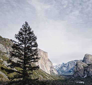 Tall evergreen tree stands prominently in front of a rugged mountain landscape under a partly cloudy sky.
