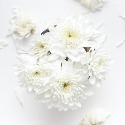 Close-up of white chrysanthemum flowers arranged in a small container on a white background.