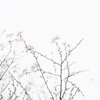Delicate flowering branches against a bright white sky, creating a minimalist floral scene.