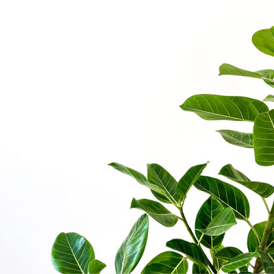 Green leafy plant against a white background with space for text, creating a clean, minimalist composition.