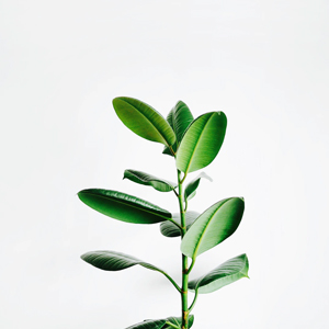 Close-up of a green houseplant with glossy leaves against a white background.