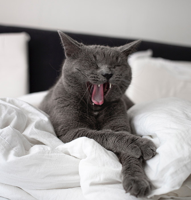 Grey cat yawning while lying on a bed with white bedding.