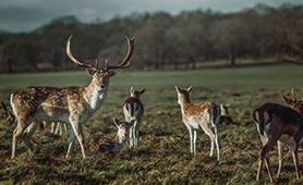 Image of 6 deer