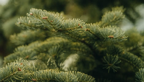 Close up image of fir tree branch
