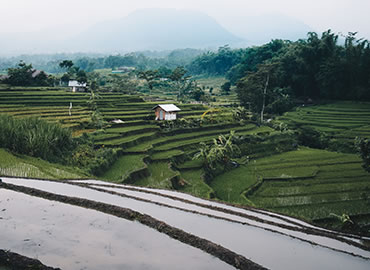 Image of terraced agriculture