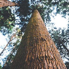 Image looking up Giant Redwood from base