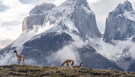Image of snowy mountain with alpacas