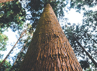 Image looking up Giant Redwood from base